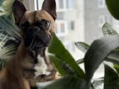 Prancūzų buldogiukas ieško draugės - nuotraukos Nr. 2