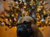 Prancūzų buldogiukas ieško draugės - nuotraukos Nr. 4