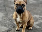 Prancūzų buldogiukas ieško draugės - nuotraukos Nr. 5