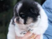 Trispalviai Mergytės Ir Berniukai Pomeraniukai - nuotraukos Nr. 4