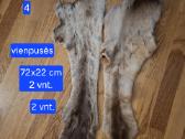 Išdirbti įvairių žvėrelių kailiai - nuotraukos Nr. 7