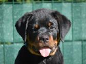 Rottweiler - nuotraukos Nr. 2