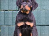 Rottweiler - nuotraukos Nr. 3