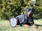 Rottweiler - nuotraukos Nr. 4