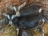 Labai perspektyvios tiuringijos-alpių ožkytės - nuotraukos Nr. 3