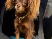 Ilgaplaukius toy terrier - nuotraukos Nr. 9
