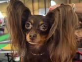 Ilgaplaukius toy terrier - nuotraukos Nr. 10