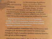Tigras, glostantis pėdas - nuotraukos Nr. 3