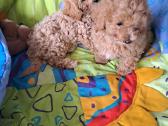 Maltipoo šuniukai - nuotraukos Nr. 2