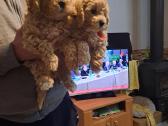 Maltipoo šuniukai - nuotraukos Nr. 4