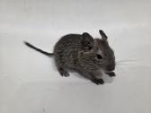 Degu mažyliai - nuotraukos Nr. 2