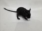 Degu mažyliai - nuotraukos Nr. 3