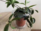 Peperomia pereskiifolia - nuotraukos Nr. 2