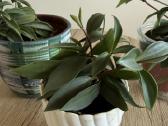 Peperomia pereskiifolia - nuotraukos Nr. 3