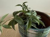 Peperomia pereskiifolia - nuotraukos Nr. 4