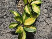 Vaškuolė Hoya carnosa - nuotraukos Nr. 2