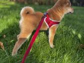Shiba - nuotraukos Nr. 2