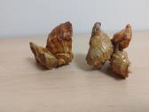 Vintažinės peleninės iš kriauklių - nuotraukos Nr. 10