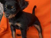 Ilgaplaukius toy terrier - nuotraukos Nr. 7