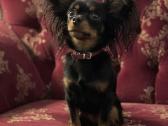 Ilgaplaukius toy terrier - nuotraukos Nr. 8