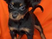 Ilgaplaukius toy terrier - nuotraukos Nr. 6