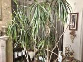 Kambarine gele-medis"dracena"-200 cm. - nuotraukos Nr. 3