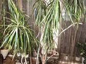Kambarine gele-medis"dracena"-200 cm. - nuotraukos Nr. 4