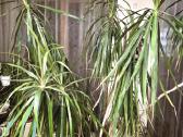 Kambarine gele-medis"dracena"-200 cm. - nuotraukos Nr. 5