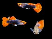 Tuxedo Koi guppy - nuotraukos Nr. 2