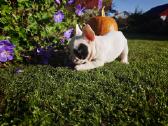 Prancuzu buldogai/ French Bulldog - nuotraukos Nr. 2