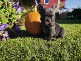 Prancuzu buldogai/ French Bulldog - nuotraukos Nr. 3