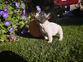 Prancuzu buldogai/ French Bulldog - nuotraukos Nr. 4
