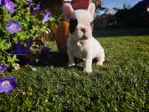 Prancuzu buldogai/ French Bulldog - nuotraukos Nr. 5