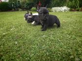 Prancuzu buldogai/ French Bulldog - nuotraukos Nr. 7