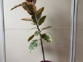 Ficus Belize - nuotraukos Nr. 2
