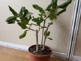 Ficus benghalensis 'Audrey' - nuotraukos Nr. 2