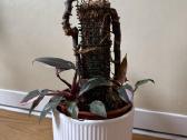 Philodendron Pink Princess - nuotraukos Nr. 2