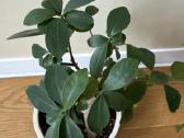 Ficus Bonsai - nuotraukos Nr. 2