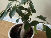 Ficus Bonsai - nuotraukos Nr. 3