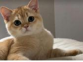 Britukai iš Amber Villard Cattery - nuotraukos Nr. 3