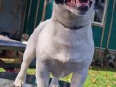 Jack Russell Terrier vada - nuotraukos Nr. 3