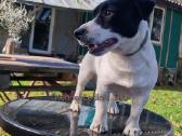 Jack Russell Terrier vada - nuotraukos Nr. 4