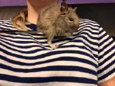 2 Degu berniukai atiduodami skubei - nuotraukos Nr. 2