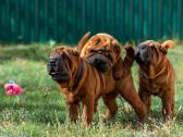 Parduodami šarpėjų veislės šuniukai iš veislyno ** - nuotraukos Nr. 13