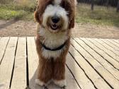 Parduodamas goldendoodle - nuotraukos Nr. 2