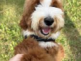 Parduodamas goldendoodle - nuotraukos Nr. 3