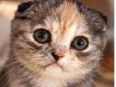 Vienetinės Whiskas spalvos mergaitė - nuotraukos Nr. 2