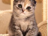 Vienetinės Whiskas spalvos mergaitė - nuotraukos Nr. 3