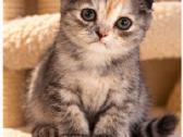 Vienetinės Whiskas spalvos mergaitė - nuotraukos Nr. 4
