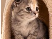 Vienetinės Whiskas spalvos mergaitė - nuotraukos Nr. 5